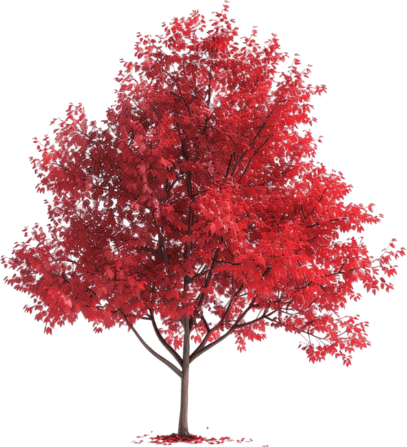 Japanese Maple Tree PNG