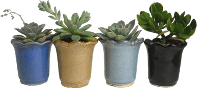 Aesthetic Plant PNG