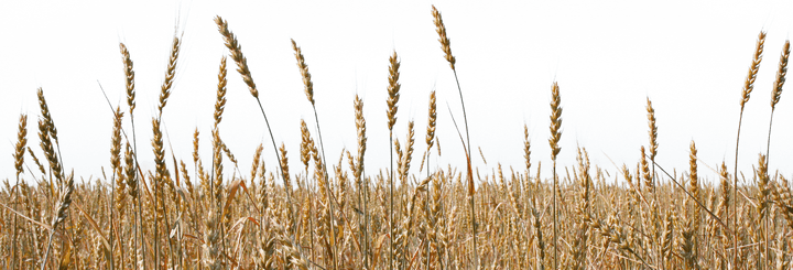 Wheat Field PNG