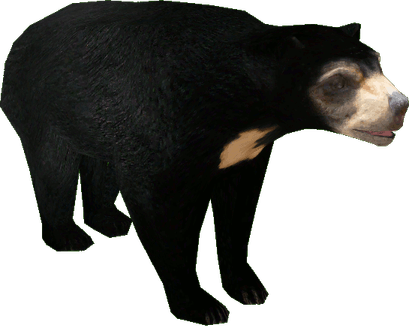 Malayan Sun Bears PNG