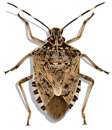 Stink Bugs PNG