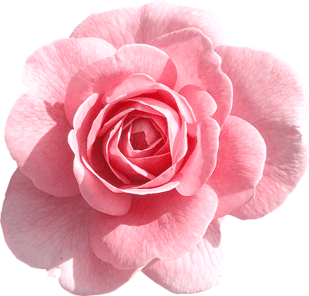 Rose Clear PNG