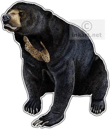 Malayan Sun Bears PNG