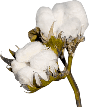 Organic Cotton PNG