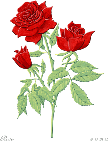 Birth Month Flower PNG