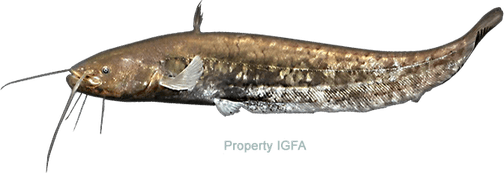 Wels Catfish PNG