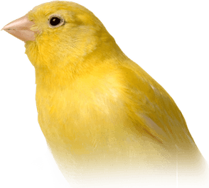 Canary Bird PNG
