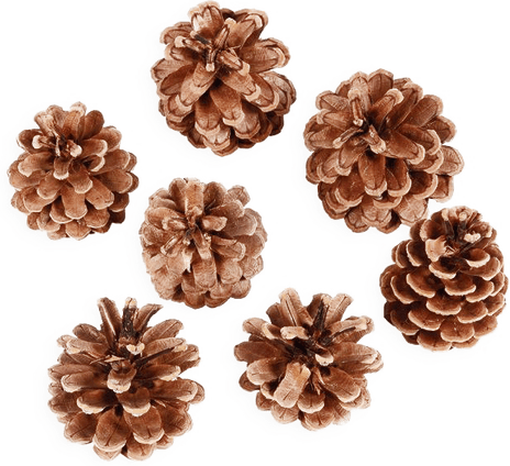 Conifer Cone PNG