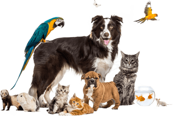 Dog Cat PNG