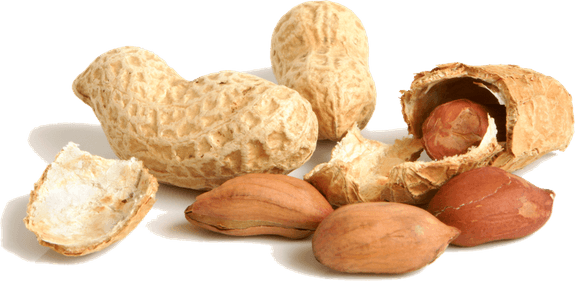 Peanut PNG
