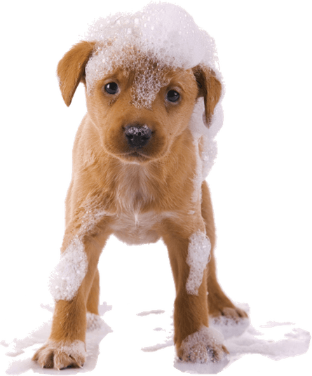 Bath Dog PNG