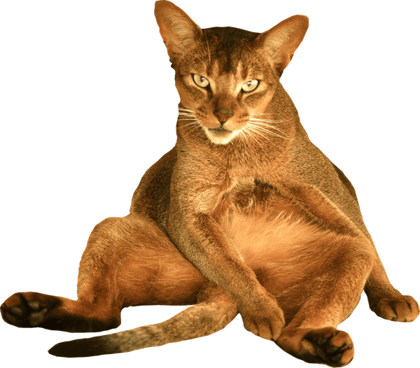Funny Cat PNG
