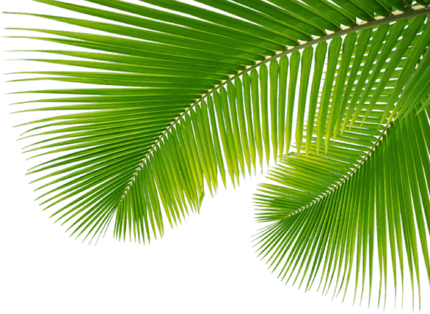 Palm Tree Leaf PNG