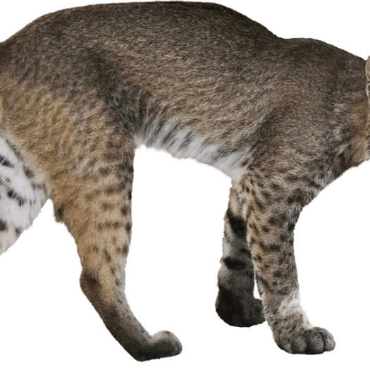 Bobcats PNG