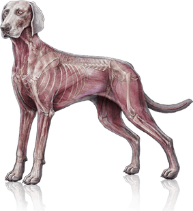 Moving Dog PNG