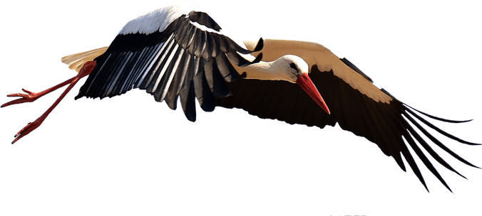 Stork PNG