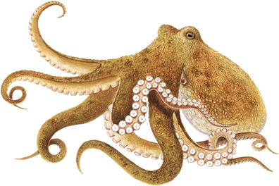 Octopus PNG