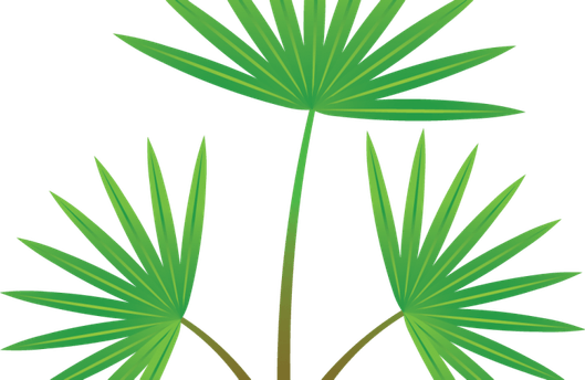 Palm Tree Leaf PNG