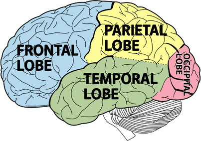 Adhd Brain PNG