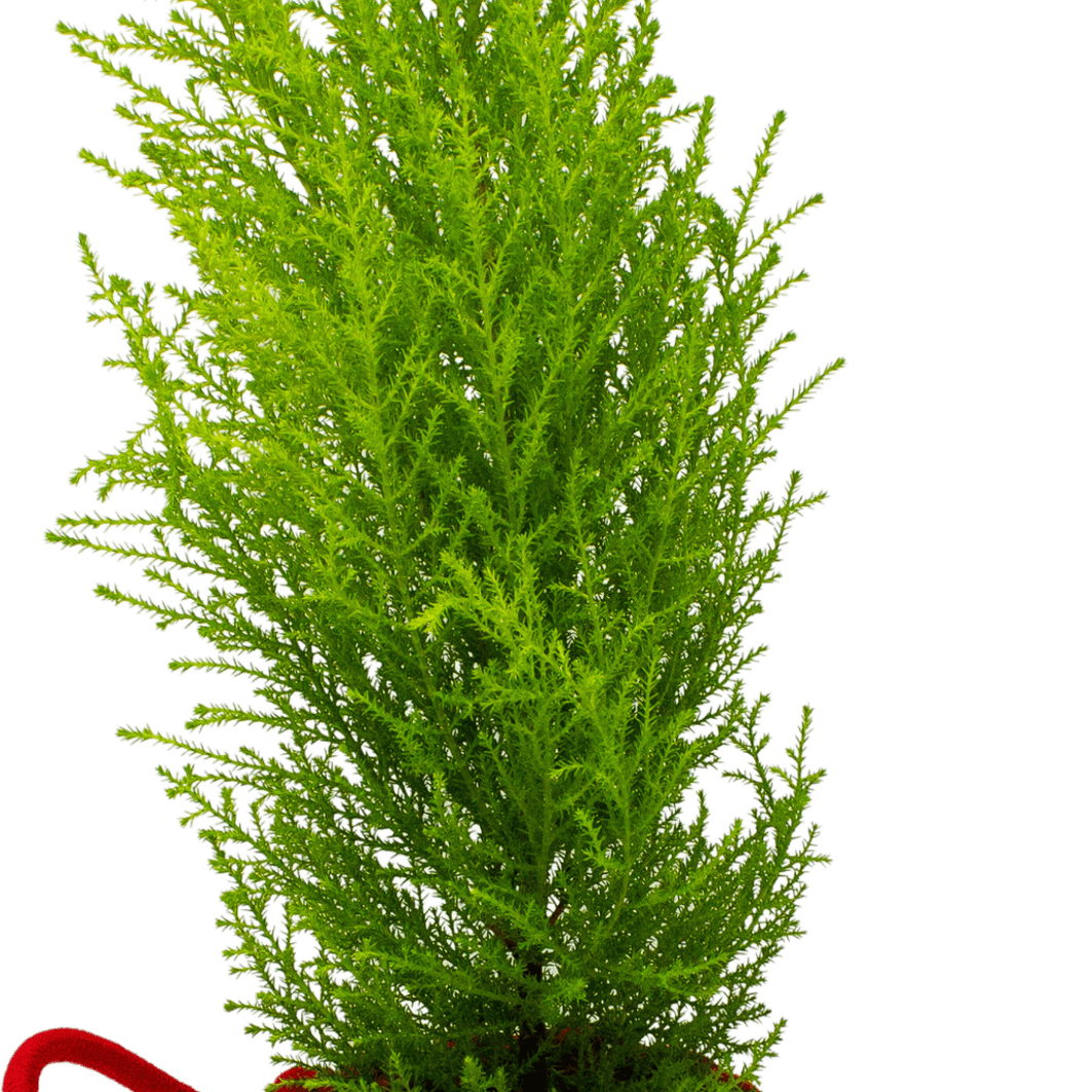 Cypress Tree PNG