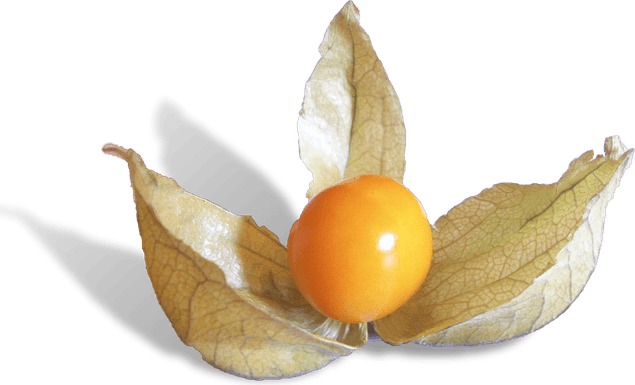 Cape Gooseberry PNG