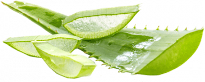 Aloe Vera PNG