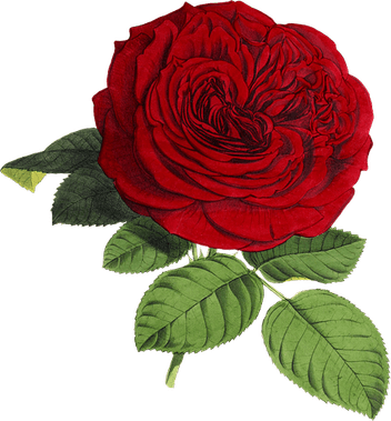 Rose Flower PNG