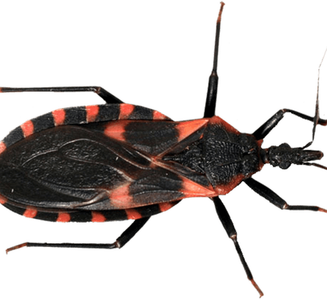 Kissing Bug PNG