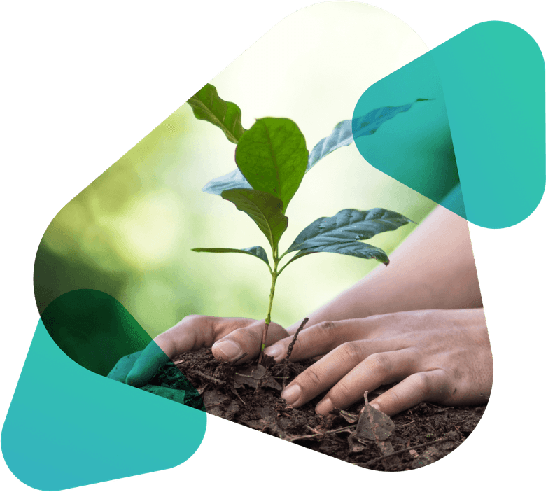 Plant Tree PNG