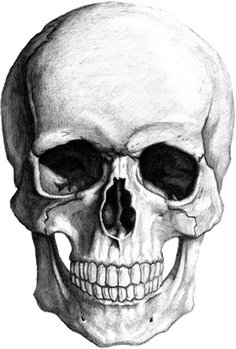 Skeleton Hand Drawing PNG