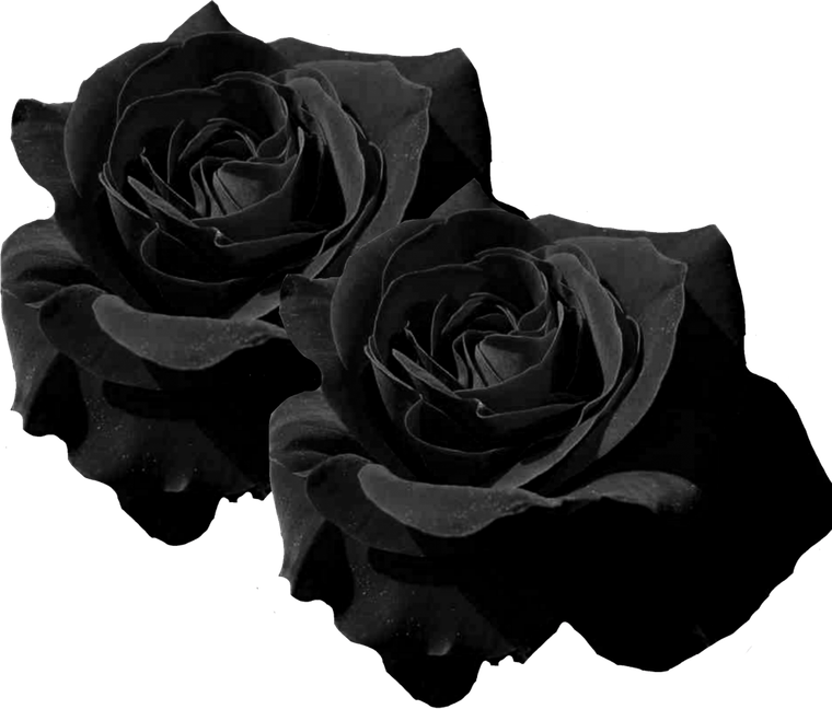 Black Rose Flower PNG
