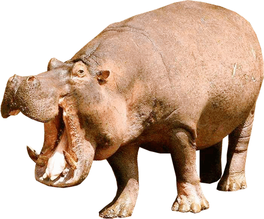 Hippopotamus PNG