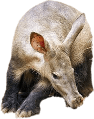 Aardvark PNG