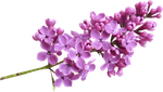Lilacs PNG