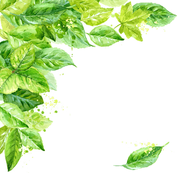 Leaves Frame PNG