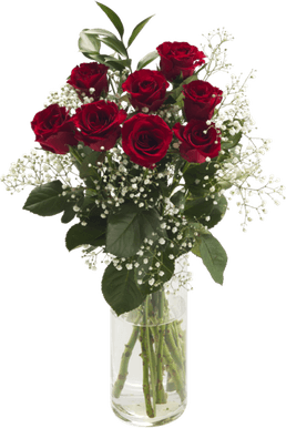 Babys Breath PNG