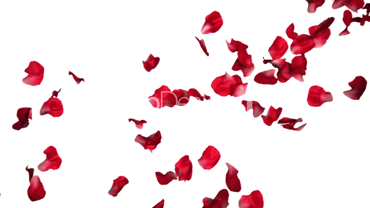 Flower Petals PNG