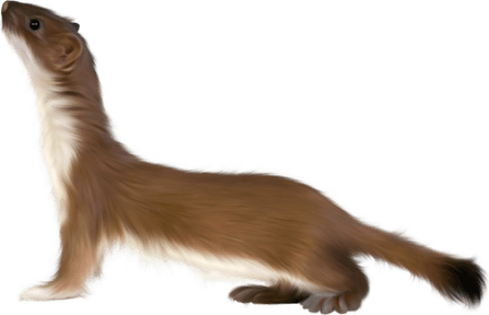 Otters PNG