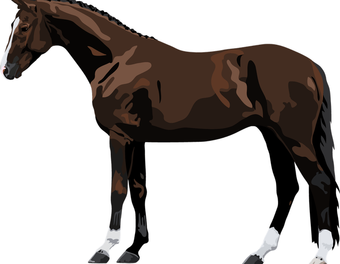 Morgan Horse PNG