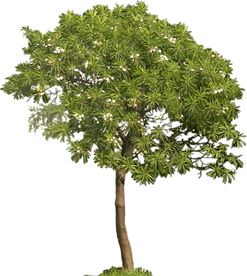 Tropical Tree PNG