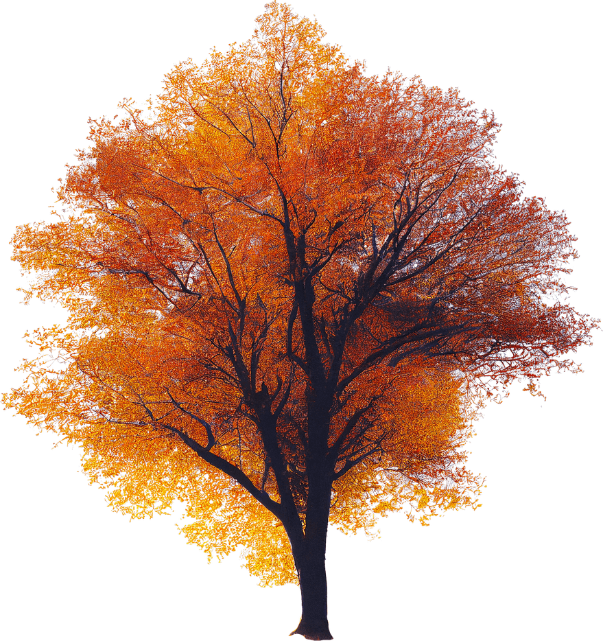 Maple Tree PNG