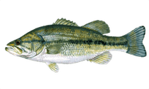 Bass Fish PNG