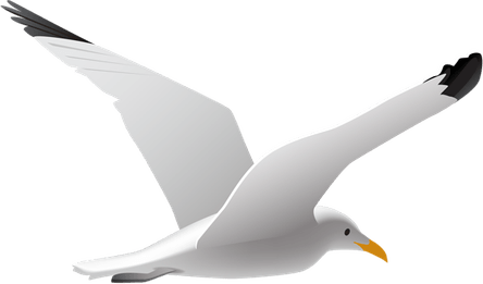 Ocean Birds PNG