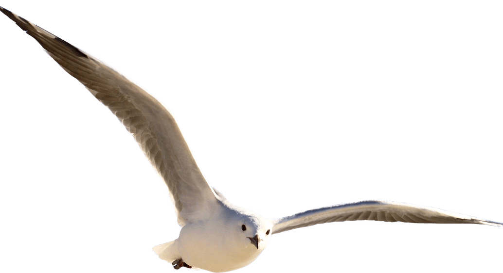 African Bird PNG