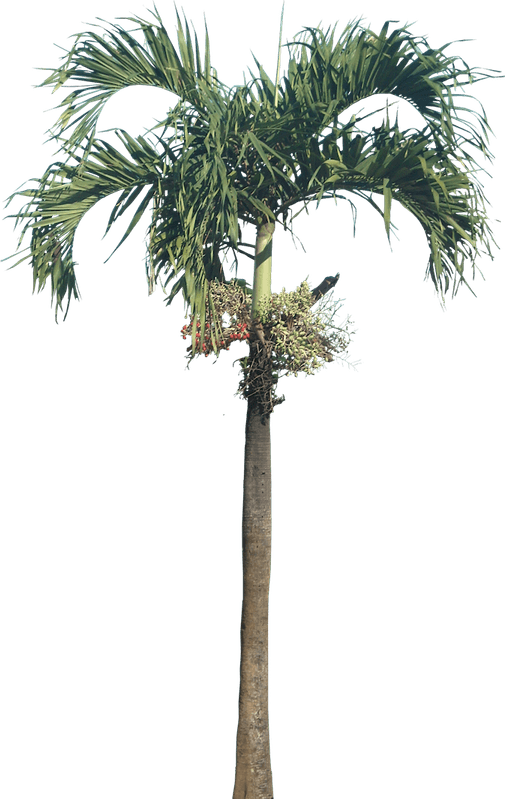 Royal Palm Tree PNG