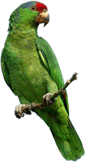 Parrot PNG