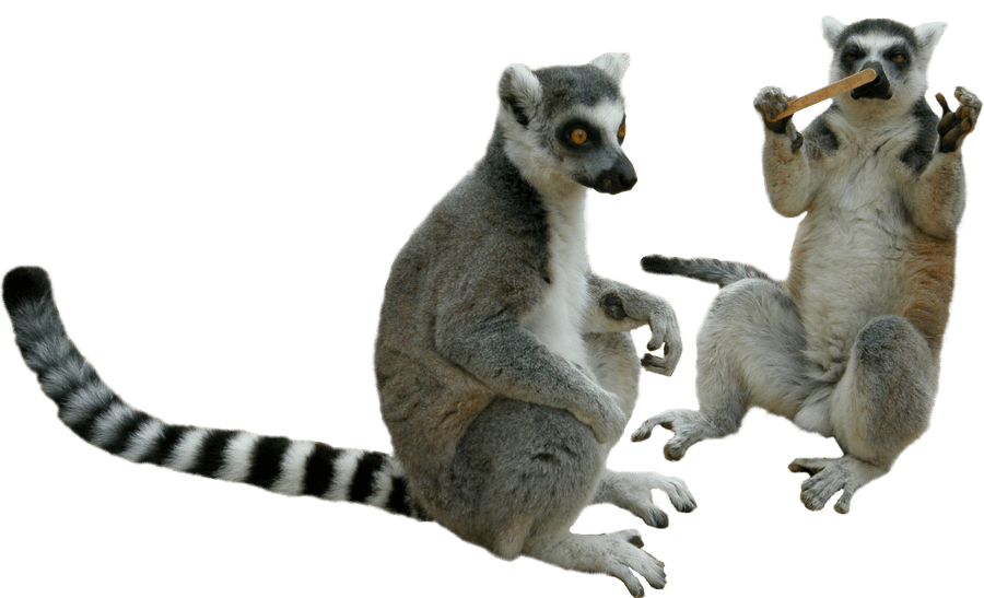 Lemur PNG