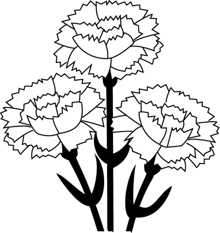 Carnation Flower PNG