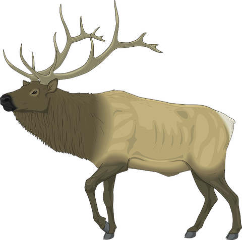 Elk PNG