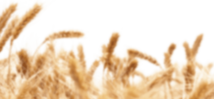 Wheat Field PNG